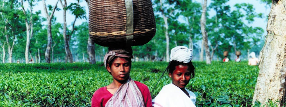 Assam, pluckers with basket