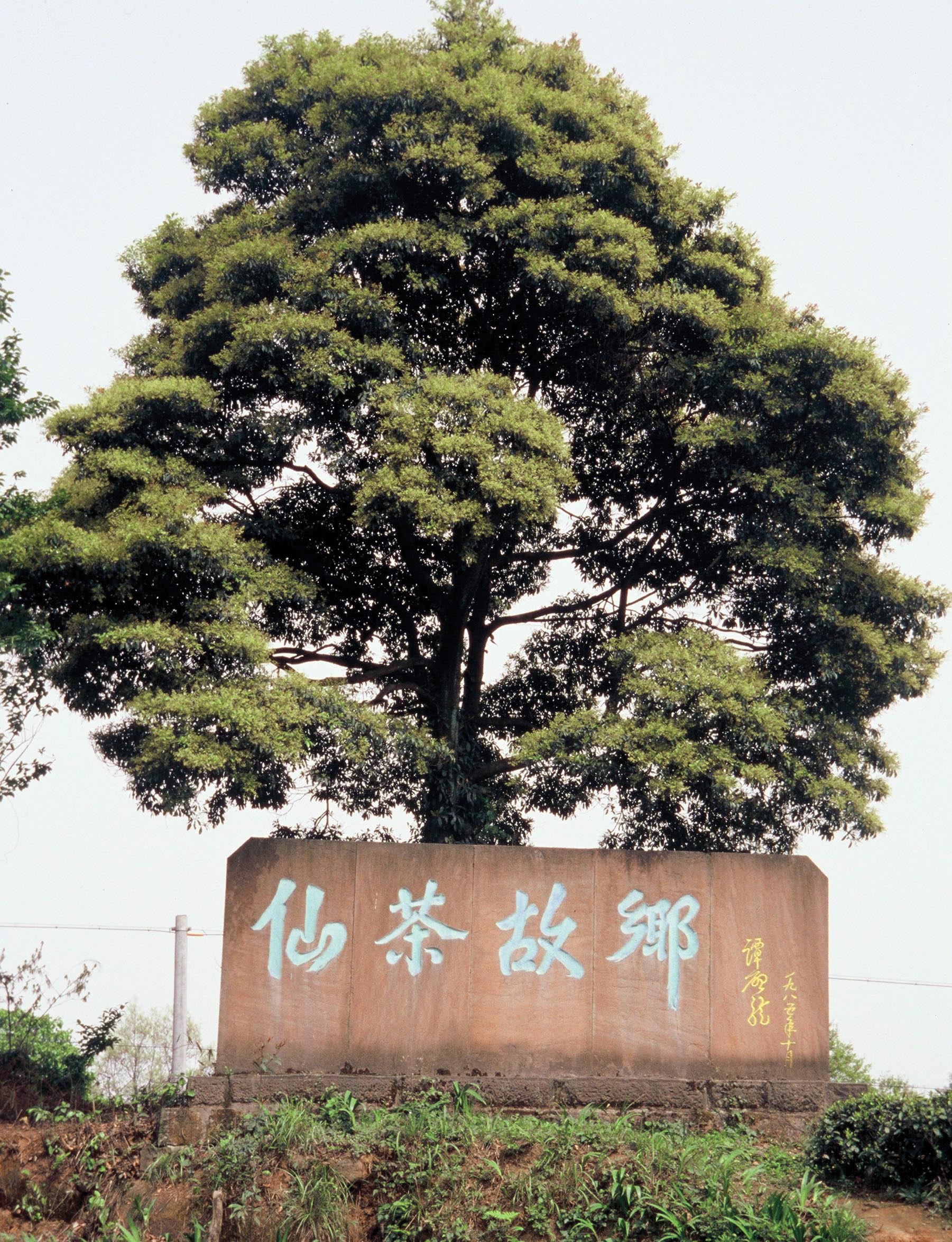 Tea Tree Sichuan